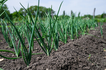 Young onions in the garden. Kitchen garden in the village.