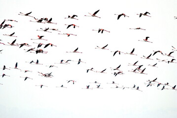 flock of flemingoes birds flying