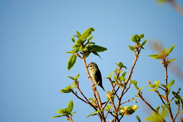 copper smith barbet in early morning sun light
