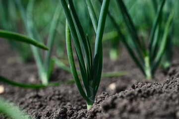 Young onions in the garden. Kitchen garden in the village.