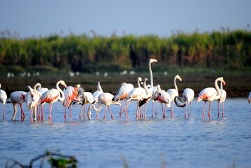 group of flamingos in the lake