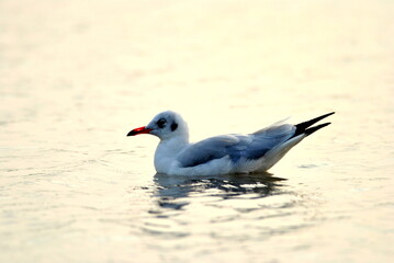 seagull on the beach