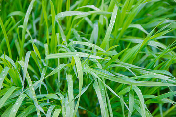 fresh juicy green grass with raindrops, closeup, selective focus