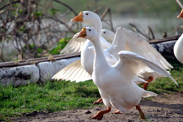 two white gees walking with open wings 