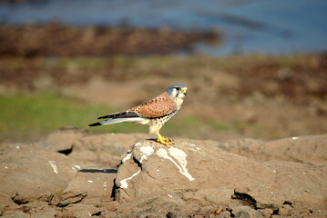 common pheasant male