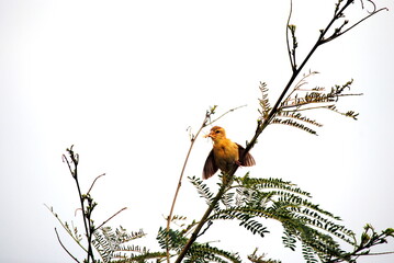 baby baya wiever bird on branch with food in mouth