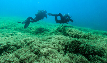 Naklejka na ściany i meble Scuba divers, diving in the mediterranean sea.