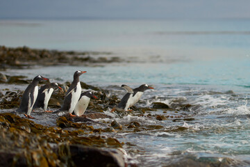 Gentoo Penguin (Pygoscelis papua) heading to sea early in the morning on a rocky kelp strewn beach...
