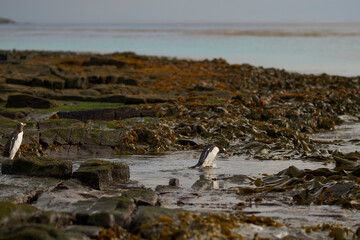 Gentoo Penguin (Pygoscelis papua) heading to sea early in the morning on a rocky kelp strewn beach on Bleaker Island in the Falkland Islands.