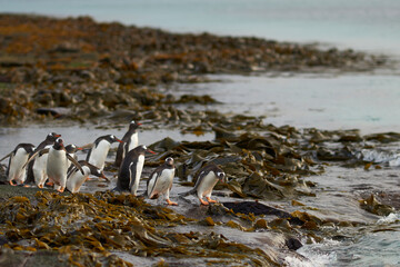 Gentoo Penguin (Pygoscelis papua) heading to sea early in the morning on a rocky kelp strewn beach...