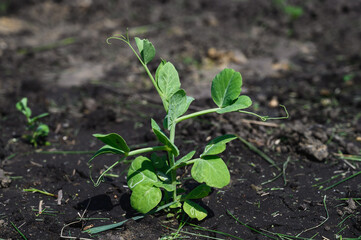 Young peas in the garden. Kitchen garden in the village. 
