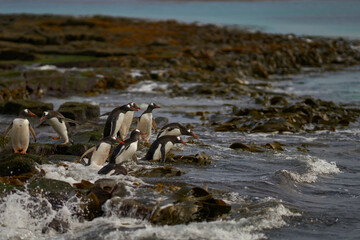 Gentoo Penguin (Pygoscelis papua) heading to sea early in the morning on a rocky kelp strewn beach on Bleaker Island in the Falkland Islands.