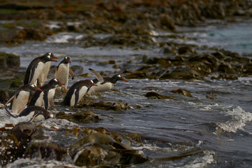Gentoo Penguin (Pygoscelis papua) heading to sea early in the morning on a rocky kelp strewn beach on Bleaker Island in the Falkland Islands.