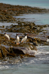 Gentoo Penguin (Pygoscelis papua) heading to sea early in the morning on a rocky kelp strewn beach on Bleaker Island in the Falkland Islands.