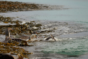 Gentoo Penguin (Pygoscelis papua) heading to sea early in the morning on a rocky kelp strewn beach on Bleaker Island in the Falkland Islands.