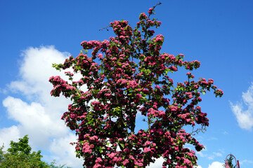 Echter Rotdorn 'Paul's Scarlet'