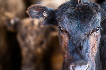Beef cows and calves grazing on grass in south west victoria, Australia. eating hay and silage....