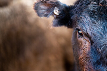 Beef cows and calves grazing on grass in south west victoria, Australia. eating hay and silage....