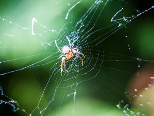little spider on the net