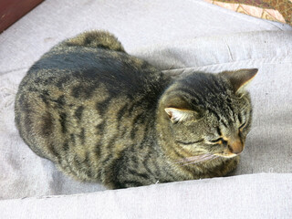 a plump striped mongrel cat is Napping