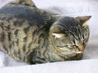 a plump striped mongrel cat is Napping