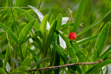 Small Red single flower surrounded with green leaves