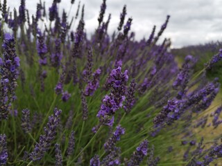 Lavender close up in bloom