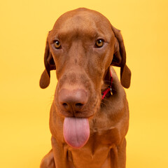 Funny hungarian vizsla dog headshot with tongue out front view studio portrait. Dog wearing red pet collar with looking at camera isolated over yellow background.