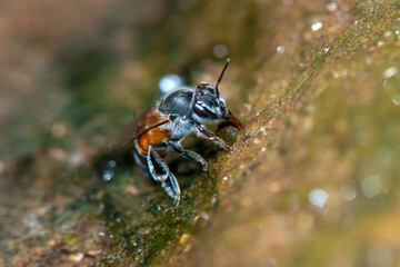 honey bee 