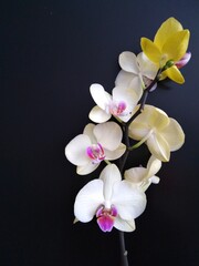Close-up of a beautiful Orchid branch on a dark background