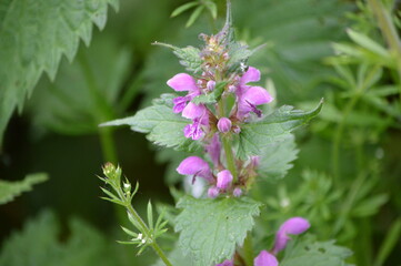 blossom-flower-plant-leaf-bud