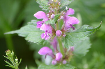 blossom-flower-plant-leaf-bud
