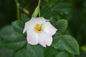 blossom-flower-plant-leaf-bud