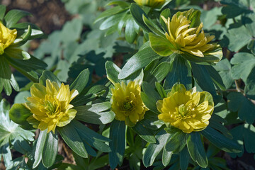 Winter aconite flowers (Eranthis hyemalis)