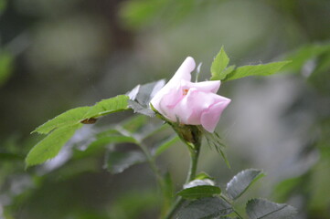 blossom-flower-plant-leaf-bud