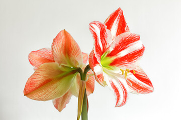 Red and white amaryllis flowers photographed against a white background.