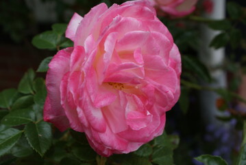 blossom-flower-plant-leaf-bud
