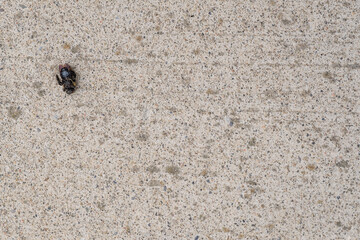 Dead Bumble bee
