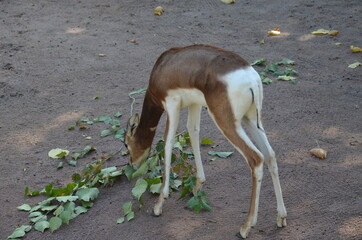 Dama gazelle (Nanger dama) in the Frankfurt zoo