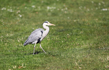 Grey Heron (Ardea cinerea), Graureiher on a meadow