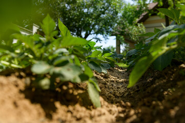 Low angle shot of a potato field. Young green sprouts of potatoes. Homegrown produce, sustainable living, organic healthy eating concept background.