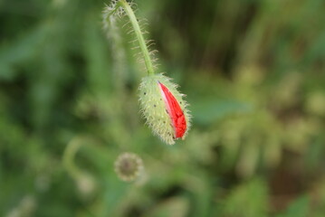blossom-flower-plant-leaf-bud