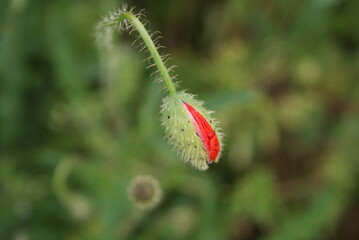 blossom-flower-plant-leaf-bud