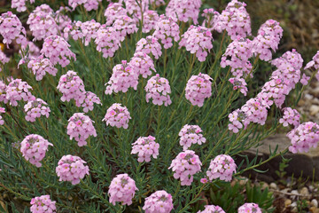 Persian stonecress (Aethionema grandiflorum). Called Persian candtuff and Large flowered stonecress also