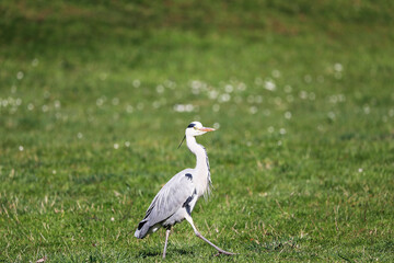 Grey Heron (Ardea cinerea), Graureiher on a meadow