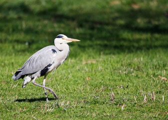 Grey Heron (Ardea cinerea), Graureiher on a meadow