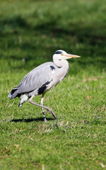 Grey Heron (Ardea cinerea), Graureiher on a meadow