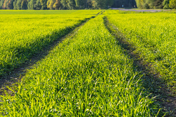 Daylight. field with green grass and blue sky. In proportion, the forest is visible. Trace of the...