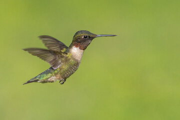 Ruby-throated Hummignbird