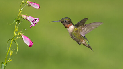 Ruby-throated Hummignbird